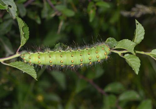 Réf. 347 041 : Saturnia sp.